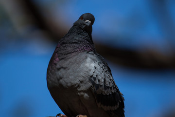 A rock dove or rock pigeon (Columba livia) portrait.