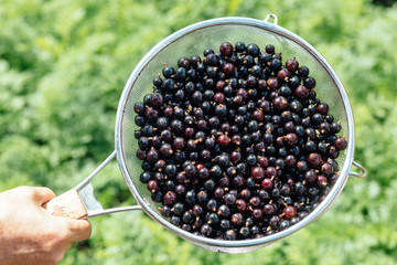 Hand holding fresh organic black currant in a colander on a green background