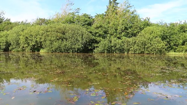 pond
