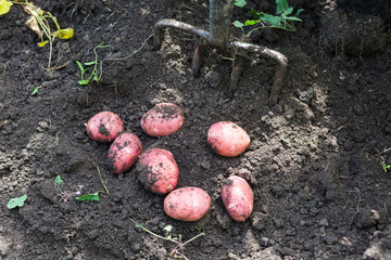 Fresh potatoes on the ground next to fork