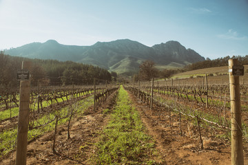 Fototapeta na wymiar Vineyard in South Africa