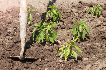 Weeding green pepper. Vegetable garden, work in garden