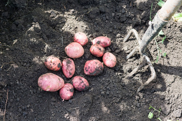 Fresh potatoes on the ground next to fork
