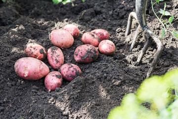 Fresh potatoes on the ground next to fork