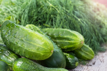 Harvest cucumbers and dill on wooden background. Culinary concept.