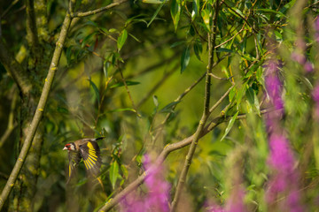Wildlife, Reh, Kitz, Gans, Nilgans, Tiere, Schmetterling, Eisvogel