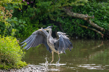 Wildlife, Reh, Kitz, Gans, Nilgans, Tiere, Schmetterling, Eisvogel
