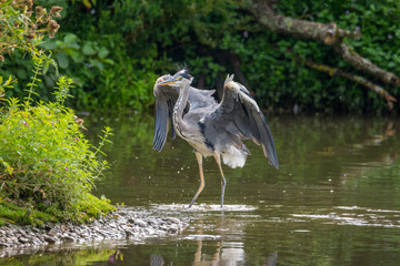 Wildlife, Reh, Kitz, Gans, Nilgans, Tiere, Schmetterling, Eisvogel