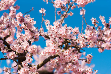 Flowering almond trees against blue sky.