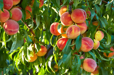 Branch of peach tree in closeup - Powered by Adobe