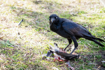 Large black crow standing over dead prey and feeding