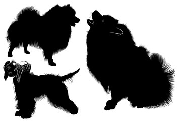 Black silhouette of spitz. Vector. isolated on white background. Spitz dog. Chinese Crested dog. dogs. Chinese crested.  Collection of dogs