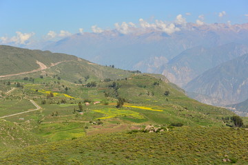 Colca Canyon Peru Condor