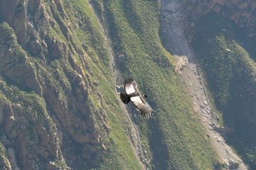Colca Canyon Peru Condor