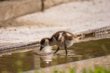 Wildlife, Reh, Kitz, Gans, Nilgans, Tiere, Schmetterling, Eisvogel