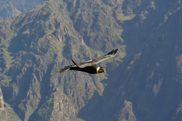 Colca Canyon Peru Condor