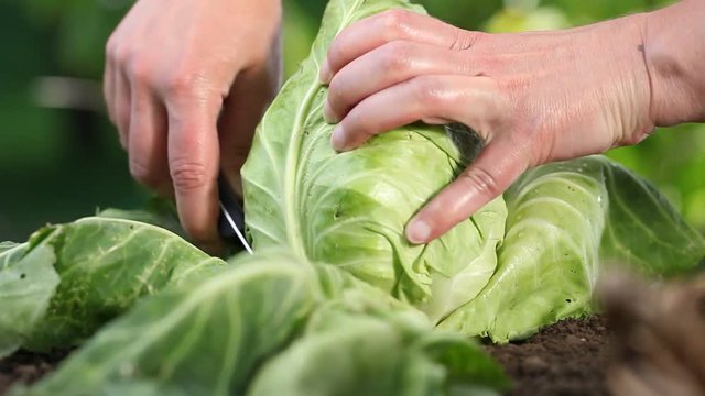 Hands picking a cabbage in vegetable garden, close up