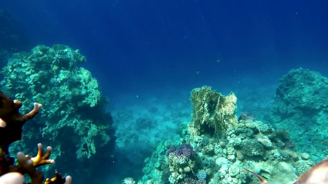 
Life in the ocean. Tropical fish and coral reefs. Beautiful corals. Underwater life in the ocean.  Minimal video processing. Natural environmental conditions.

