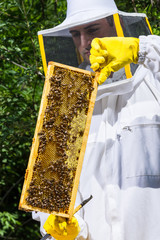 Beekeeper is working with bees and beehives on the apiary. Beekeeper on apiary.