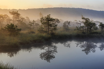 Sunrise in the misty bog during summer