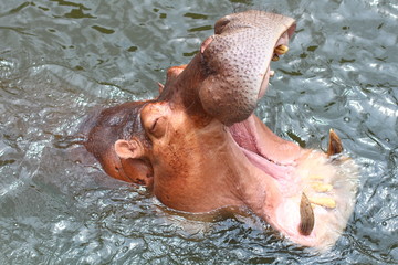 Head of a hippopotamus over the water with the mouth wide open