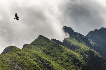 Fototapeta premium picture of crow flying in cloudy mountains