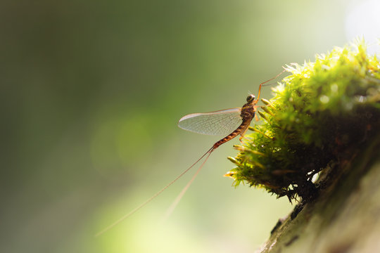 Mayfly (Ephemeroptera) close up sitting on tree moss and beautiful natural background