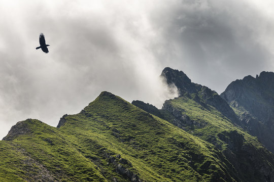 picture of crow flying in cloudy mountains