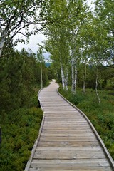 wooden path