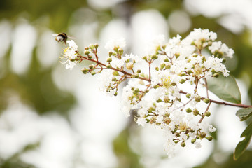 Bumblebee on Lagerstroemia