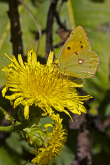 Borboleta pousada em flor amarela