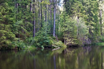 lake in the forest
