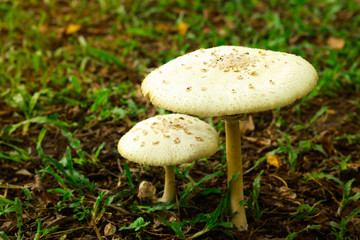 Poisonous mushrooms