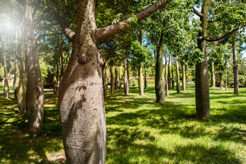 Baobab Bäume im Turia Park in Valencia im Gegenlicht