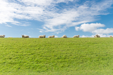 Fototapeta na wymiar Schafe auf einem Deich