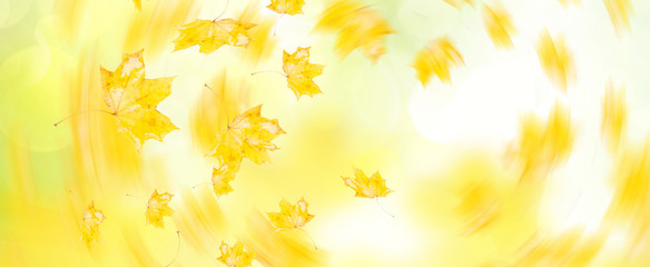 falling yellow maple leaves on autumn garden with grass bokeh background with sun beams banner