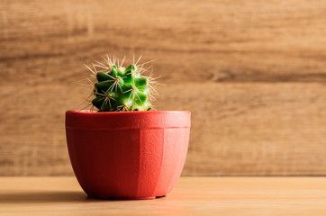 A cactus in plastic pot on wooden table and wood background. Copy space.