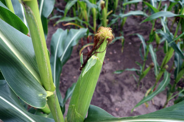 Corncob in a maize field