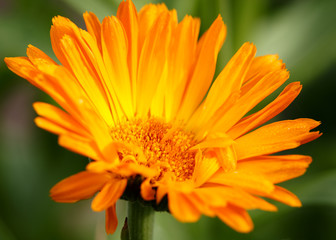 Orange flower green background