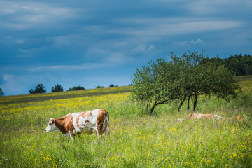 Krowa na łące © dprojekty