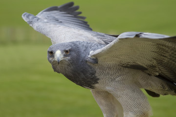 Grey Buzzard Eagle