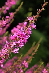 purple loosestrife plant blossoming