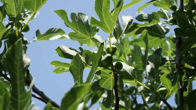 Shallow DOF common fig fruit 4K 2160p 30fps UltraHD footage - Close-up Ficus carica plant 3840X2160 UHD video 