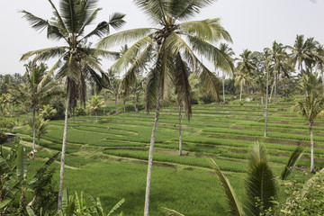 Rice harvesting at Jatiluwih rice terrace at Bali, Indonesia