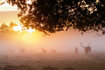 Fototapeta na wymiar Silhouette of Red Deer (Cervus elaphus) stag gathering or herding his hareem of hinds or females during the rutting season at golden sunrise