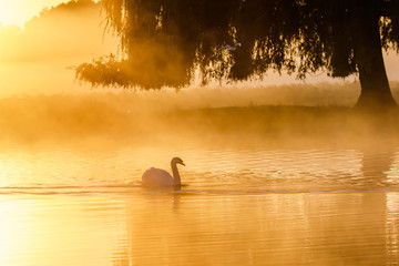 Silhouette of a single Mute Swan (Cygnus olor) on a calm peacful misty foggy lake at golden sunrise