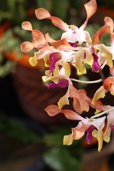 Orchid