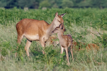 Red deer (Cervus elaphus) female hind mother and young baby calf having a tender bonding moment