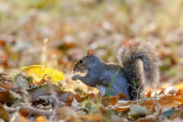 Grey or Gray Squirrel (Sciurus carolinensis) foraging for Sweet Chestnuts, in an autumn wood - Powered by Adobe