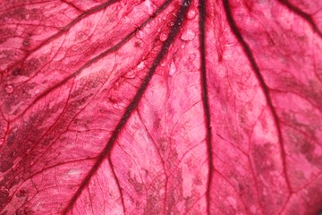 Fototapeta premium Red leaves background